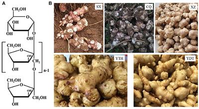 Inactivation of Inulinase and Marination of High-Quality Jerusalem Artichoke (Helianthus tuberosus L.) Pickles With Screened Dominant Strains